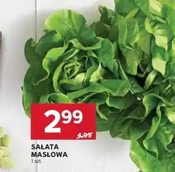 Stokrotka Sałata masłowa oferta