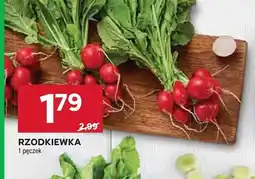 Stokrotka Rzodkiewka oferta