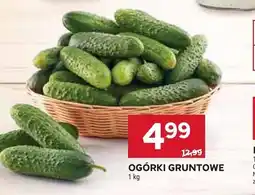 Stokrotka Ogórki gruntowe oferta