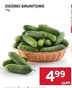 Stokrotka Ogórki gruntowe oferta