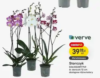 Storczyk verve śr. doniczki 12cm