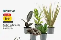 Castorama Rośliny zielone mix verve śr. doniczki 9cm oferta