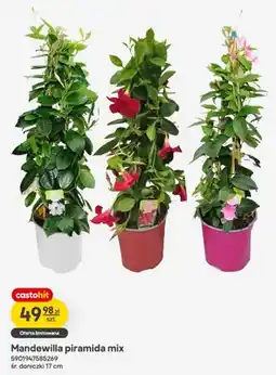 Castorama Mandewilla piramida śr. doniczki 17cm oferta