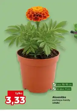 Kaufland Aksamitka pachnące kwiaty wys. 15-18cm śr. don. 9cm oferta