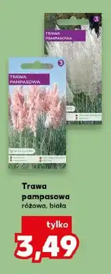 Kaufland Trawa pampasowa różowa oferta