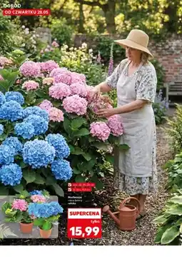 Kaufland Hortensja wys. ok. 25-30cm śr. don. 10,5cm oferta