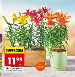 Biedronka Lilia oferta