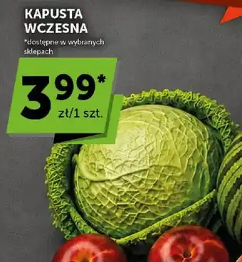Kapusta wczesna