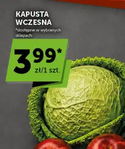 Groszek Kapusta wczesna oferta