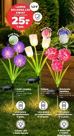 Netto LAMPA SOLARNA LED KWIAT Kulki czosnku, Tulipan, Śnieżynka japońska oferta