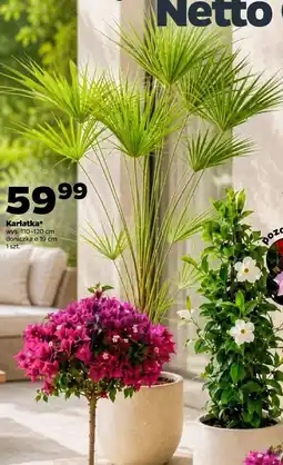 Netto Karłatka wys. 110-120 cm doniczka ø 19 cm 1 szt oferta