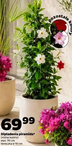 Netto Dipladenia piramida (różne kolory) wys. 70 cm doniczka ø 19 cm 1 szt oferta