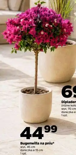 Netto Bugenwilla na pniu wys. 45 cm doniczka ø 15 cm 1 szt oferta