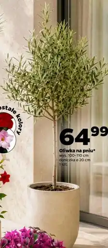 Netto Oliwka na pniu wys. 100-110 cm doniczka ø 20 cm 1 szt oferta