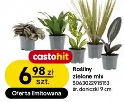 Castorama Rośliny zielone mix oferta