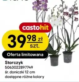 Castorama Verve Storczyk oferta