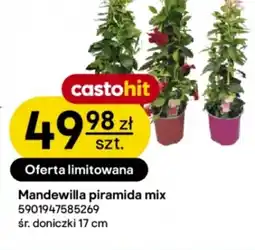 Castorama Mandewilla piramida mix oferta