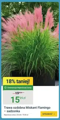 ERLI Trawa ozdobna Miskant Flamingo sadzonka oferta