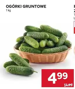 Stokrotka Market Ogórki gruntowe oferta