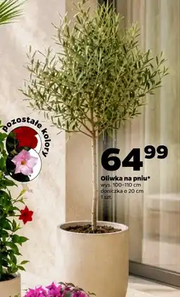 Netto Roślina doniczkowa oferta
