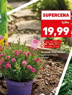 Kaufland Goździk Pink Kisses oferta