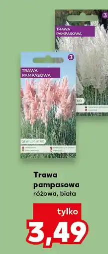 Kaufland W. Legutko Trawa pampasowa oferta
