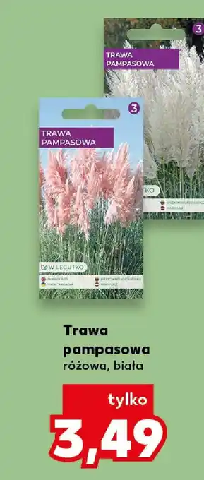 W. Legutko Trawa pampasowa