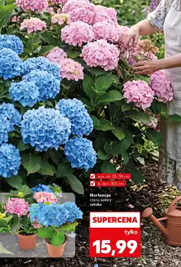 Kaufland Hortensja oferta