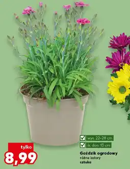 Kaufland Goździk ogrodowy oferta