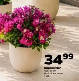 Netto Bugenwilla oferta
