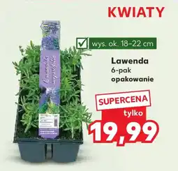 Kaufland Lawenda oferta
