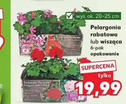 Kaufland Pelargonia rabatowa lub wisząca oferta