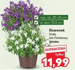 Kaufland Dzwonek biały lub fioletowy oferta