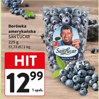 Borówka amerykańska SAN LUCAR