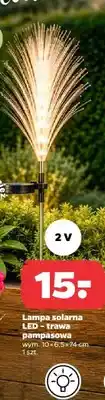 Netto Lampa solarna LED trawa pampasowa oferta