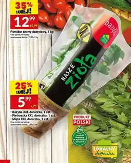 Twój Market Pietruszka Nasze Zioła XXL doniczka oferta