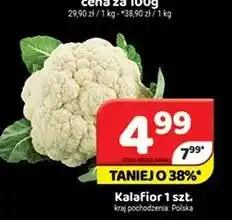 Delfin Kalafior polski oferta