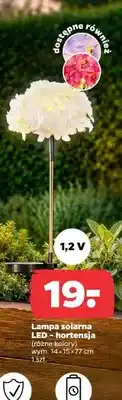 Netto Lampa solarna LED hortensja oferta