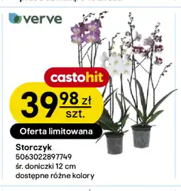 Castorama Storczyk Verve oferta