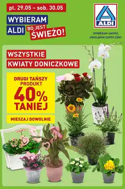 ALDI Wszystkie kwiaty doniczkowe oferta