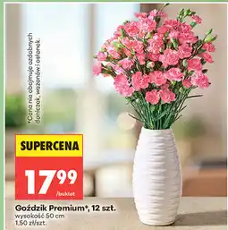 Biedronka Goździk Premium, 12 szt oferta