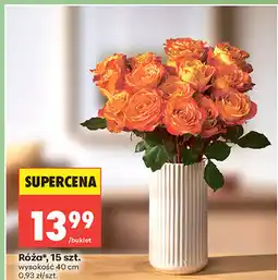 Biedronka Róża, 15 szt oferta