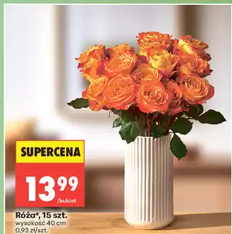 Biedronka Róża, 15 szt oferta
