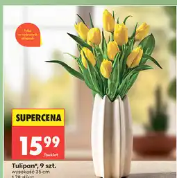 Biedronka Tulipan, 9 szt oferta