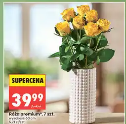 Biedronka Róża premium, 7 szt oferta