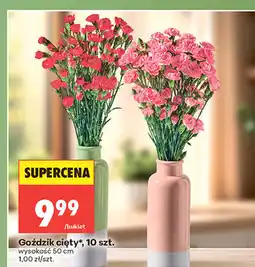 Biedronka Goździk cięty, 10 szt oferta
