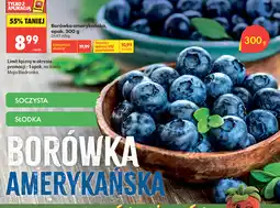 Biedronka Borówka amerykańska oferta