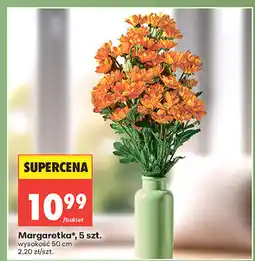 Biedronka Margaretka, 5 szt oferta