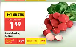 Biedronka Rzodkiewka, pęczek oferta