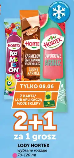 Groszek Lody hortex oferta